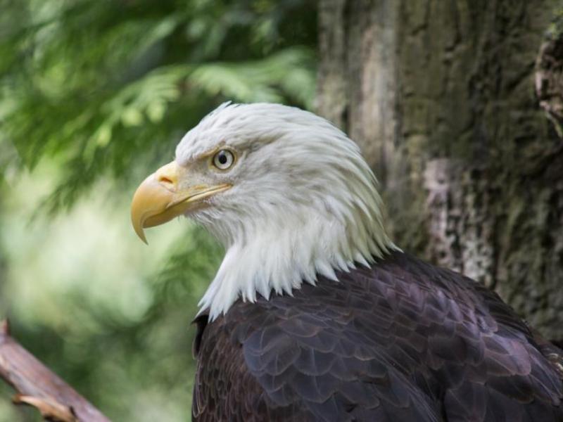 A bald eagle in profile is perched near the trunk of a tree. The eagle's head is white and its body is dark. Its yellow beak curves down sharply.