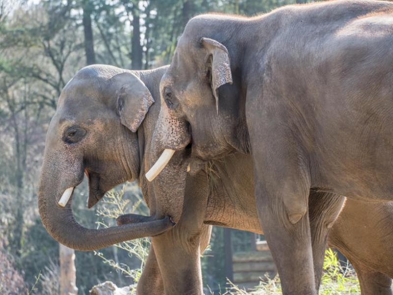 Two Asian elephants