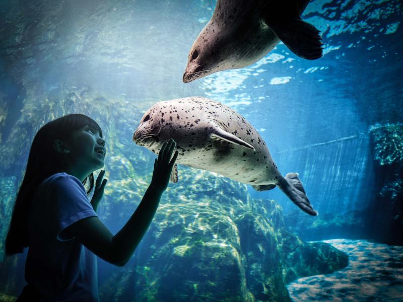 girl viewing harbor seals