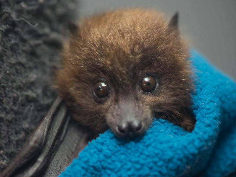 A baby Rodrigues flying fox bat looking at the camera