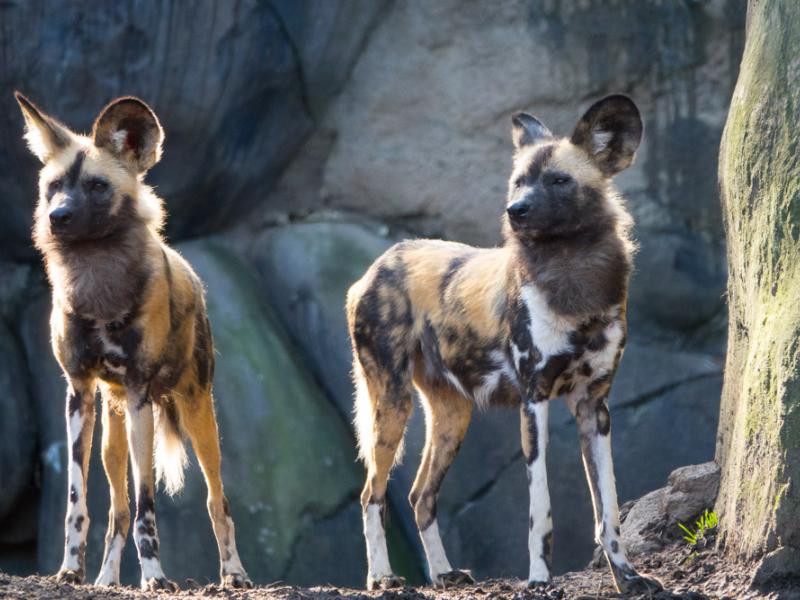 Two young African painted dogs at the Oregon Zoo.