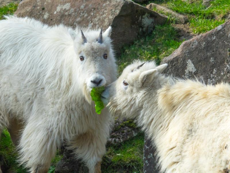 Cascade Rocky Mountain goats, Murphy, left, and Lena share some lettuce in the Cascade Crest habitat at the Oregon Zoo. 