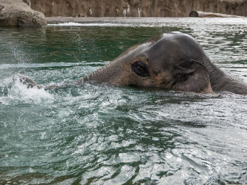 Samson in the pool at the Oregon Zoo. 