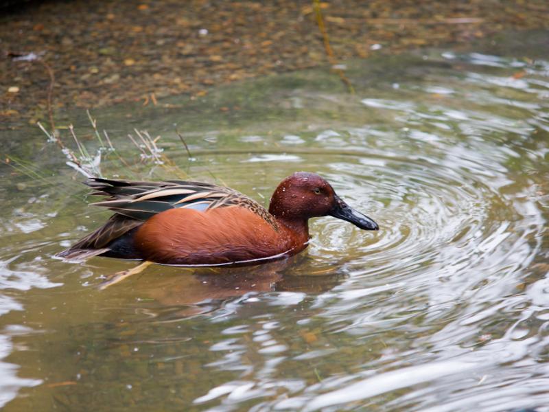 The Cinnamon Teal duck can be found in the Cascade Marsh habitat at the Oregon Zoo. 