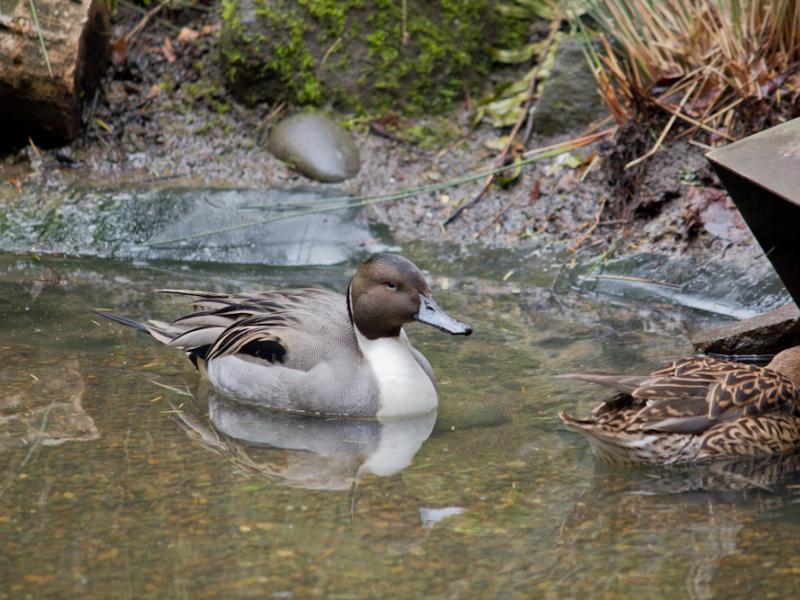 Northern pintail in a pond at the Oregon Zoo. 