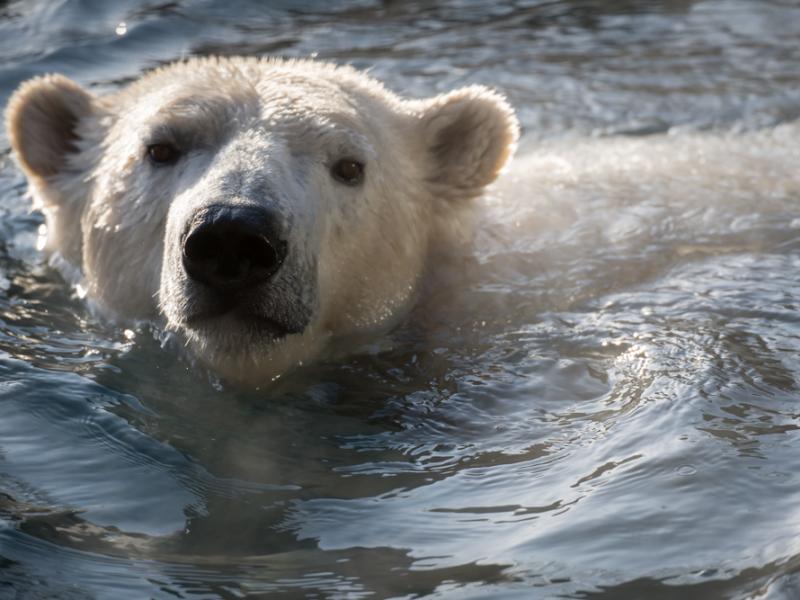 Polar bear Nora swimming in water