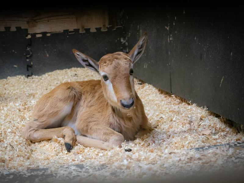 A newborn bontebok calf laying down