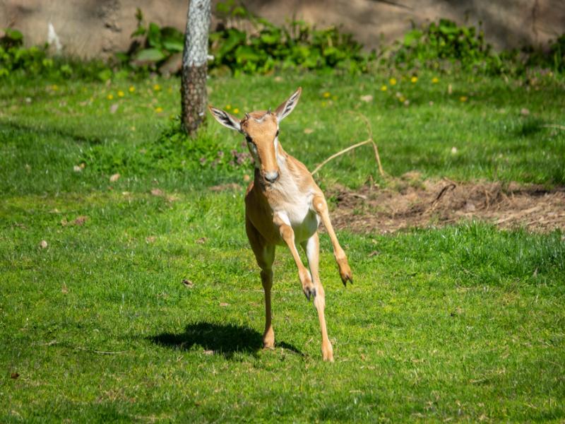 bontebok calf runs on green grass