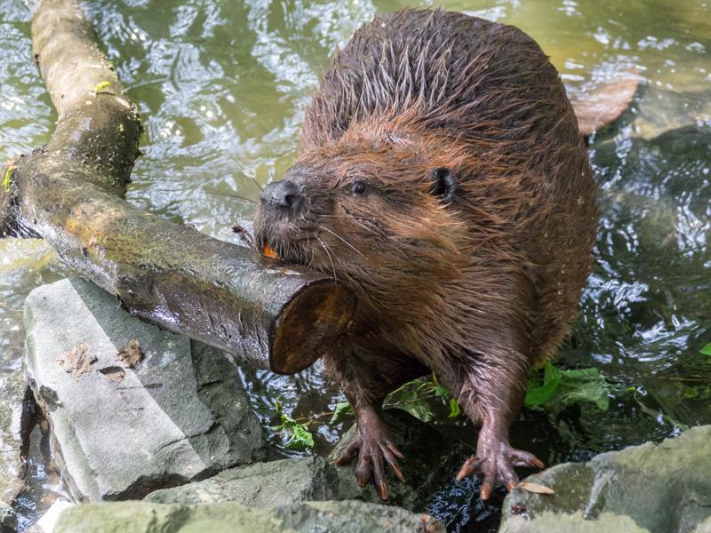 Branch moving by beaver Filbert while out for a walk.