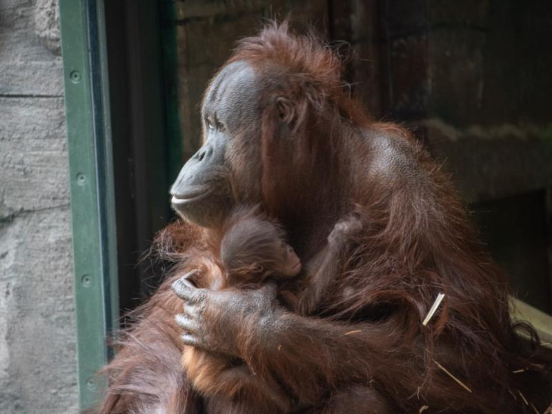 Orangutan Kitra holds her small baby and looks out the window