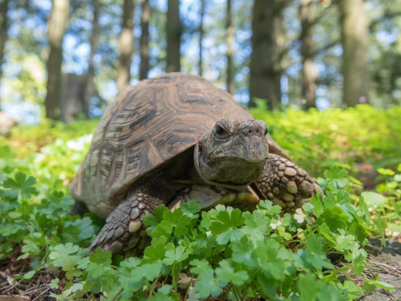 Boomer the leopard tortoise at the Oregon Zoo.