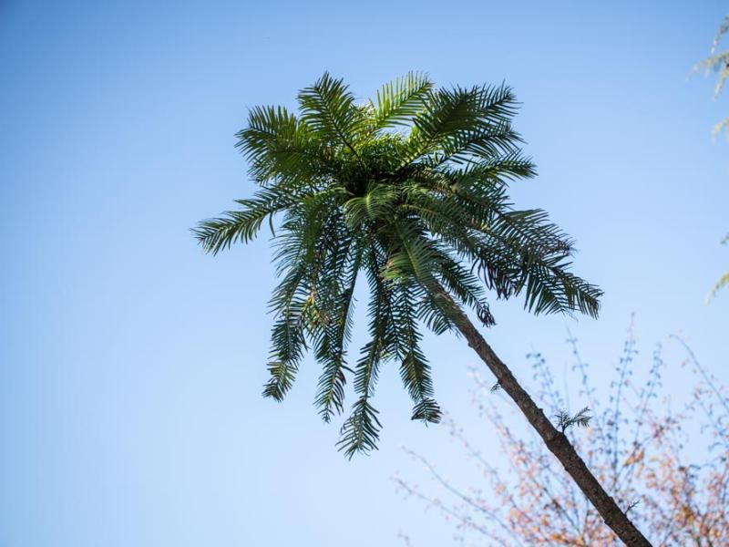 A Wollemi pine tree growing at the zoo