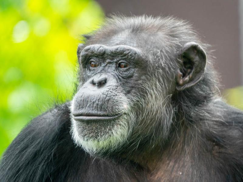 Chimpanzee Delilah outside looking to the left