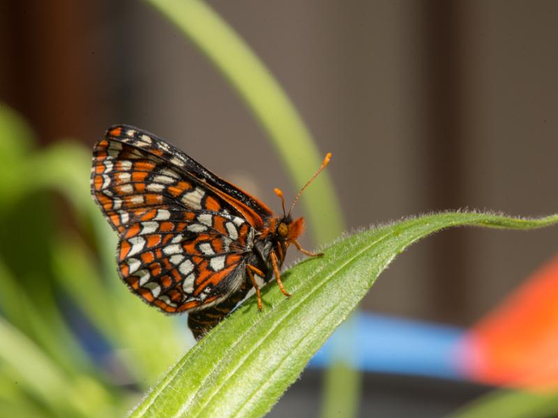 Adult female checkerspot butterfly in the Butterfly Lab. 