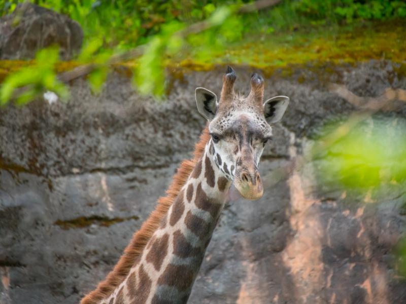Juvenile female Masai giraffe Kiden at the Oregon Zoo. 