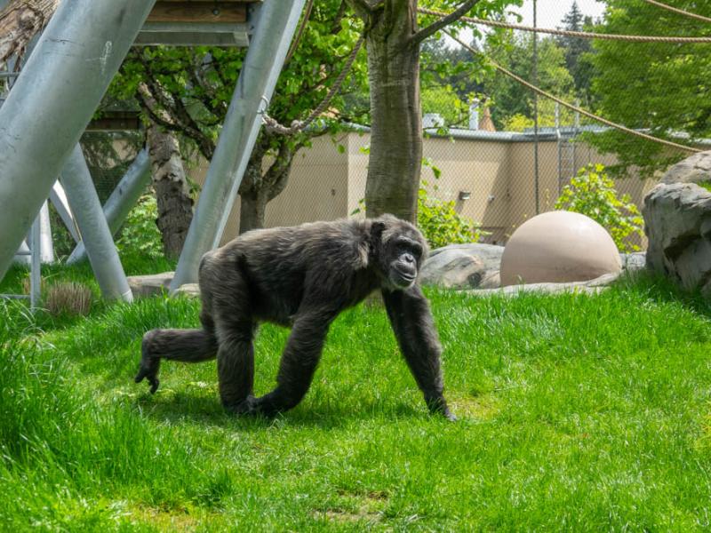 Chimpanzee Julianne explores Primate Forest