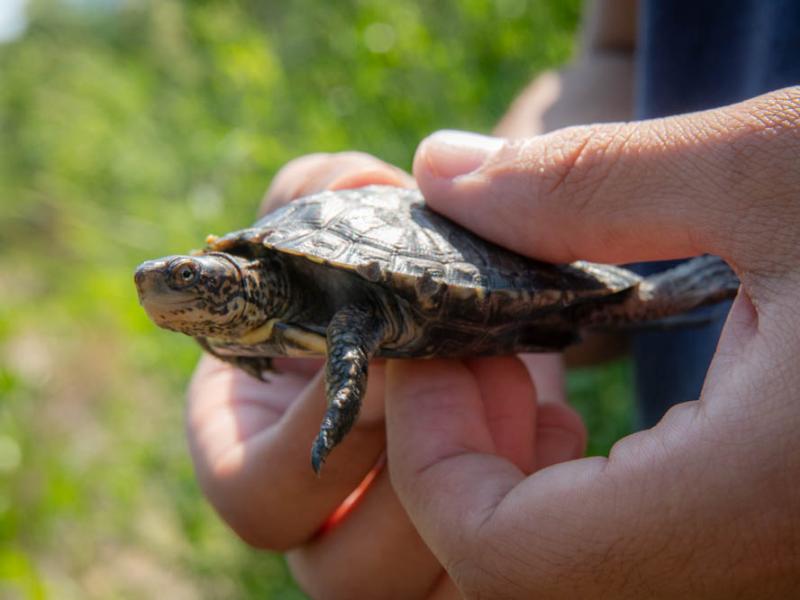 Northwestern pond turtle outside being held by two hands