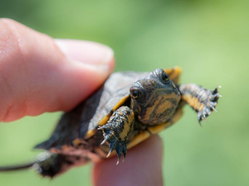 A northwestern pond turtle hatchling being held between a finger and thumb