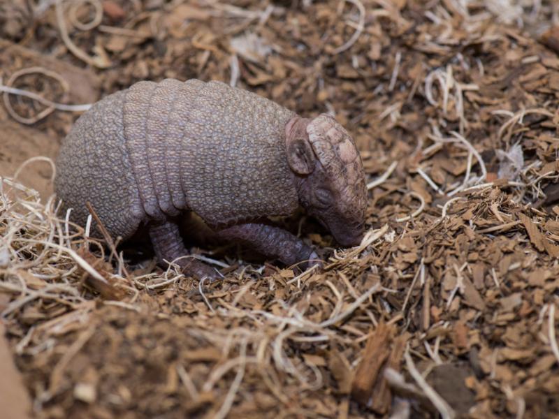 Baby armadillo at the Oregon Zoo. 