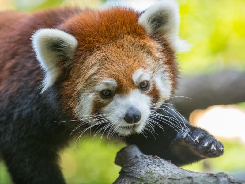 Red panda on a tree branch. 