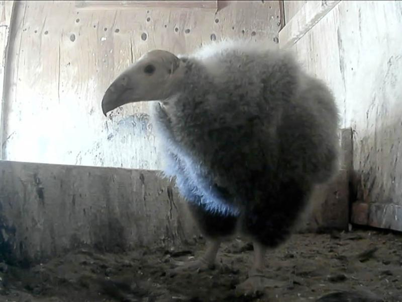 A condor chick in a nest room at the Jonsson Center for Wildlife Conservation in Clackamas.