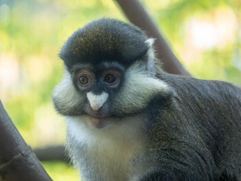 A red-tailed monkey in the treetops habitat at the Oregon Zoo.