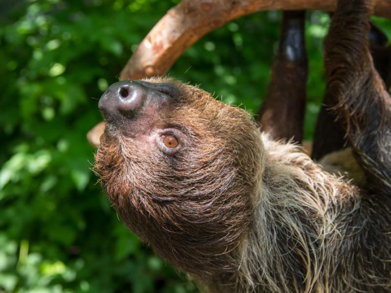 Josie the two-toe sloth hanging from a branch. 