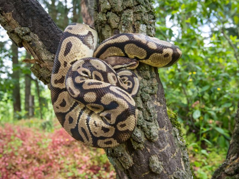 Ball python wrapped around a tree. 