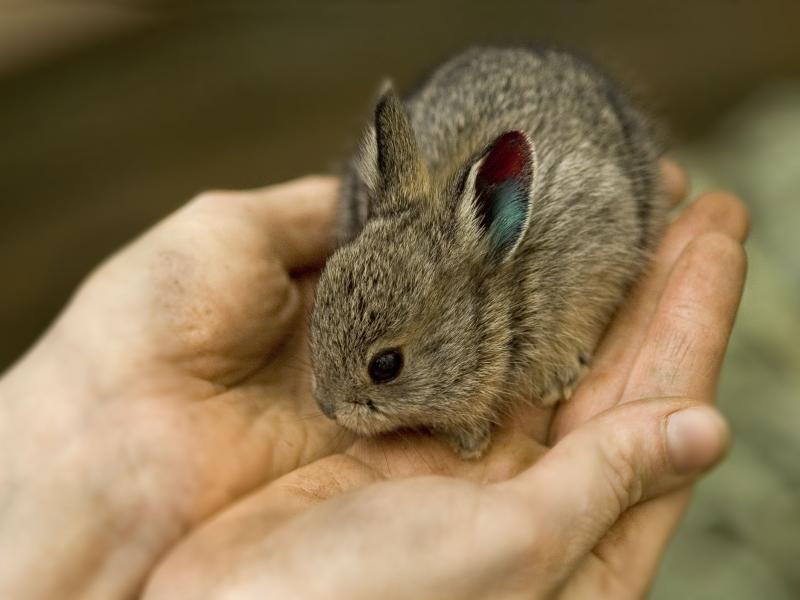 A pygmy rabbit being held in two hands