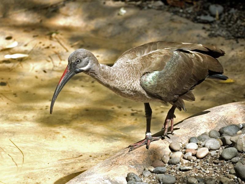 A Hadada Ibis standing on a rock at the Oregon Zoo.