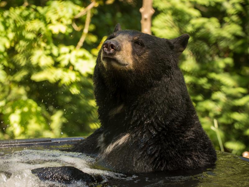 Black bear Takoda in a tub