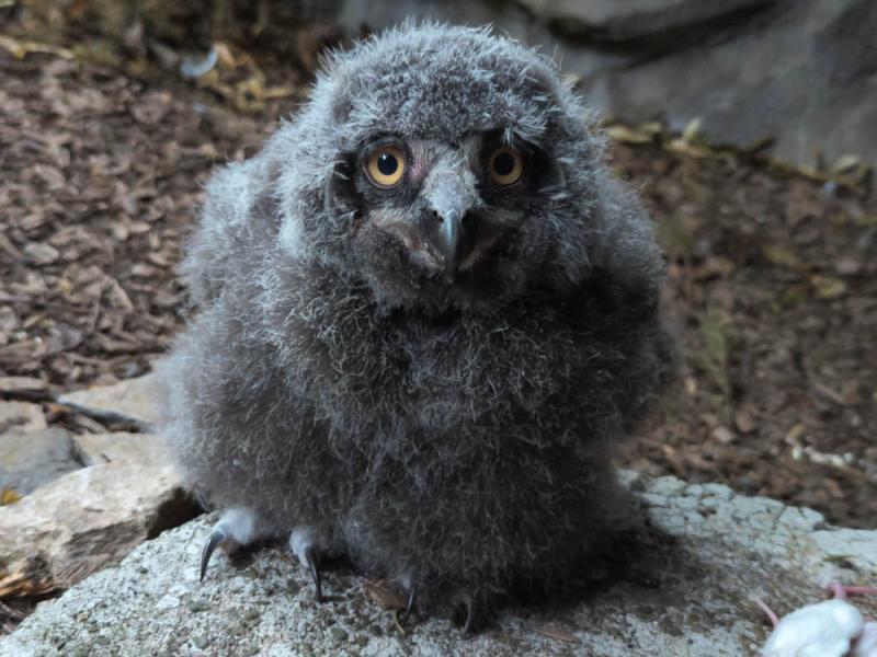 A snowy owlet looks at the camera