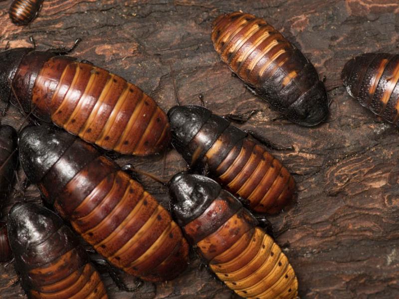 Madagascar hissing cockroach colony on a piece of wood. 