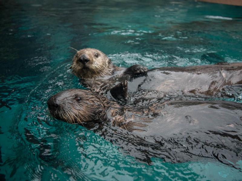 Sea otters Juno and Uni Sushi in Steller Cove.