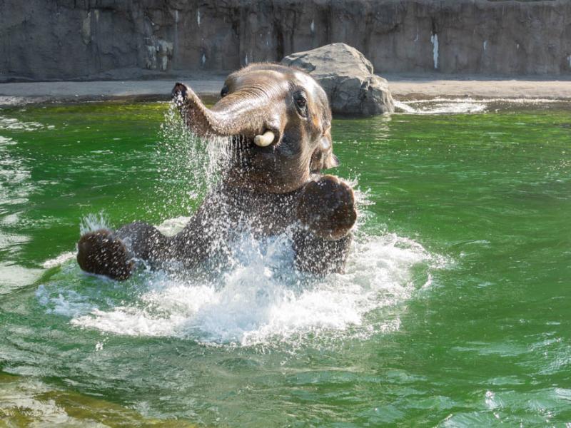 Elephant Samudra splashes in the water