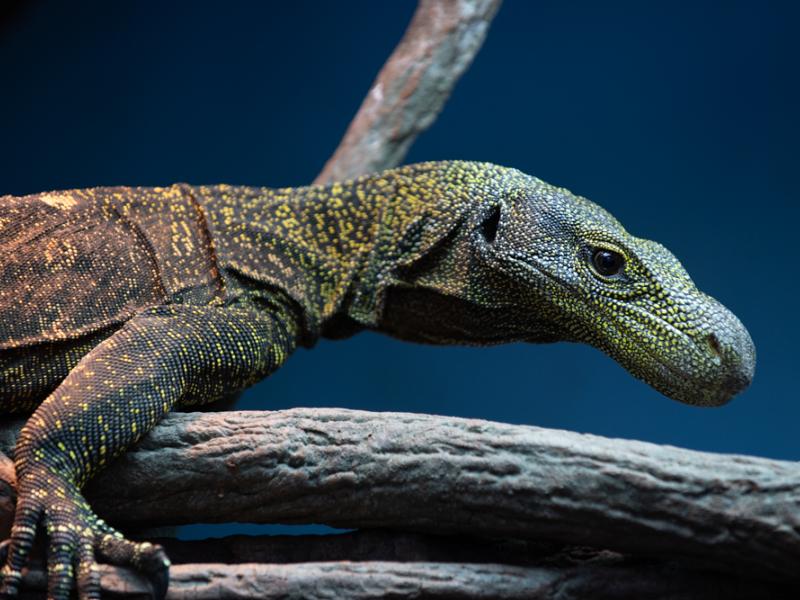 Crocodile monitor at the Oregon Zoo