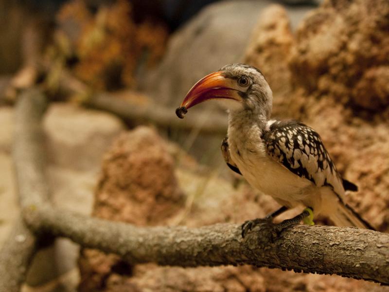 A Red-Billed Hornbill eating in the Predators of the Serengeti exhibit at the Oregon Zoo.