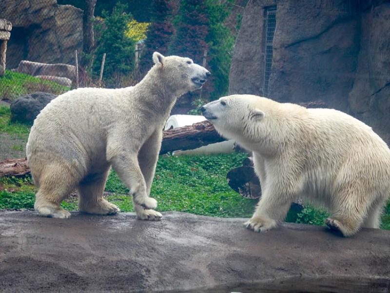 Polar bears Nora and Amelia Gray face each other looking playful