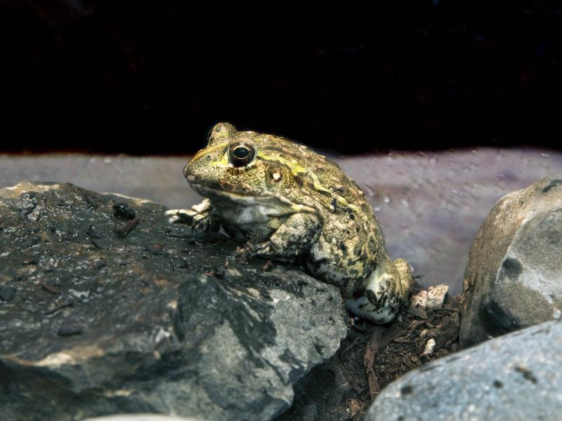 An African Bullfrog in the Predators of the Serengeti exhibit at the Oregon Zoo. 