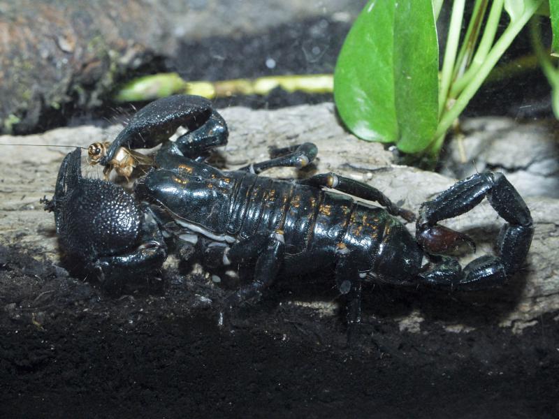 An Emperor Scorpion eating a cricket in the Bamba Du Jon Swamp, part of the African Rainforest exhibit at the Oregon Zoo.
