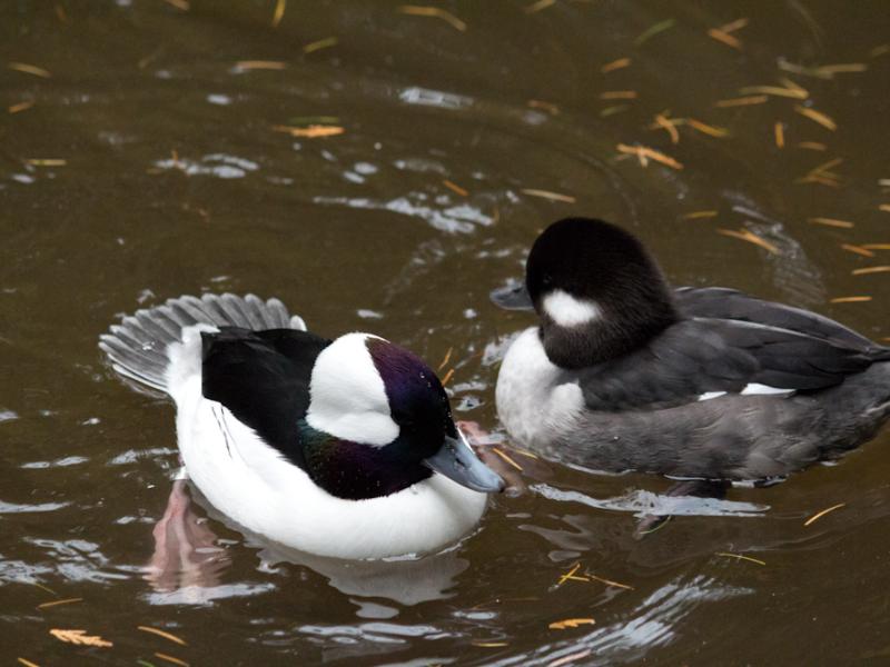 A pair of bufflehead ducks with a Red Head duck in the Cascade Stream and Pond habitat at the Oregon Zoo.