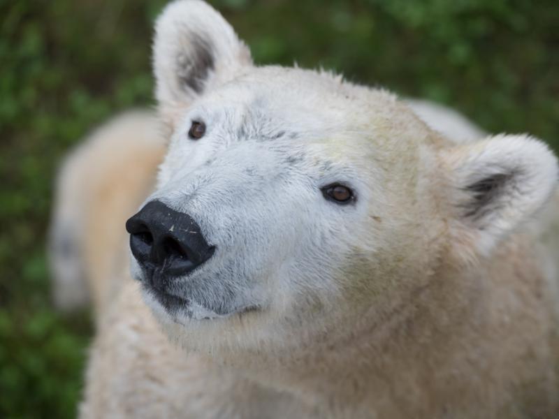 Polar bear Amelia Gray explores the Polar Passage habitat at the Oregon Zoo.