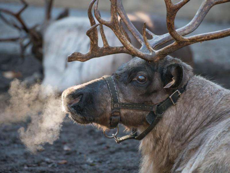 A reindeer wakes up from a nap at the Oregon Zoo.