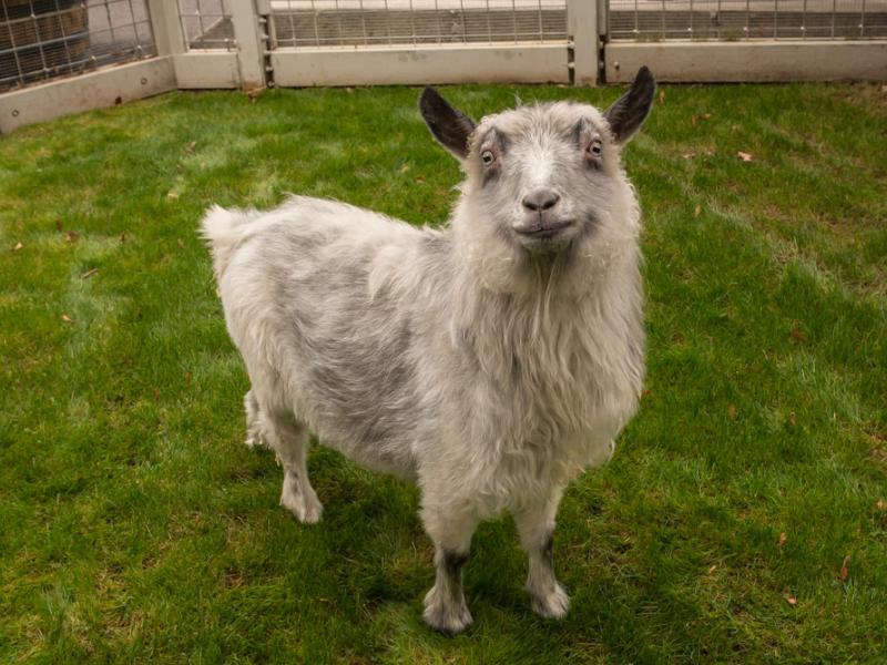 Molly, a pygora goat at the Family Farm. 