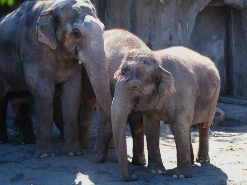 Bull asian elephant Packy interacting with herd in the year 2000.