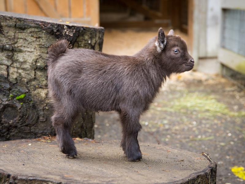 One week-old baby Nigerian dwarf goat Bruce Wayne in the Family Farm at the Oregon Zoo.