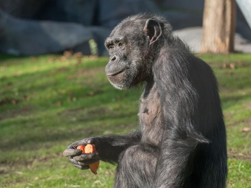 Chimpanzee Leah in her outdoor habitat