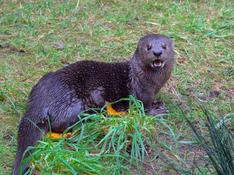 A spotted-necked otter on a patch of grass. 