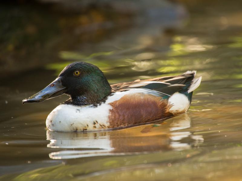 A northern shoveler in the Cascade Stream and Pond aviary. 