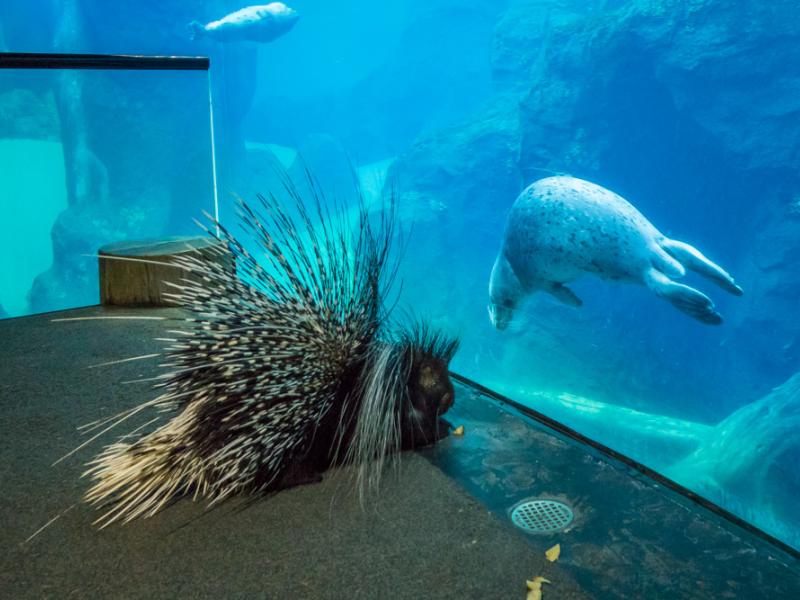 Porcupine Nolina stands in front of a harbor seal 